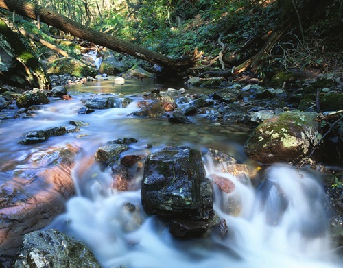 Dunfield Creek, Delaware Water Gap National Recreation Area, Warren County, NJ (MF).jpg Dunfield Creek, Delaware Water Gap National Recreation Area, Warren County, NJ (MF).jpg